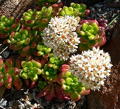 Sedum lucidum 1.jpg