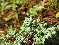 Sedum pedicellatum.