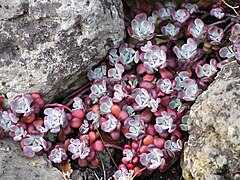 Sedum spathulifolium ✓