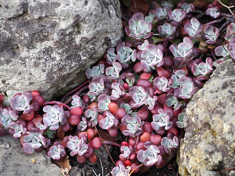 File:Sedum spathulifolium 'Purpureum' Rozchodnik łopatkowaty 2021-04-24 02.jpg