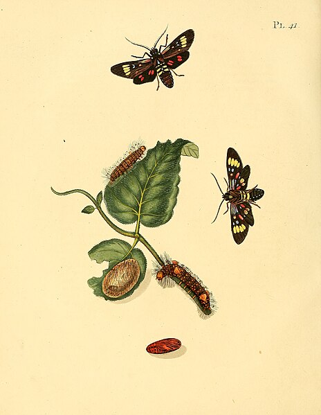 File:Sepp-Surinaamsche vlinders - pl 041 plate Histioea cepheus.jpg