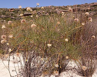 <i>Serruria lacunosa</i> Species of flowering plant