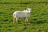 Sheep at North Standen - geograph.org.uk - 1052478.jpg
