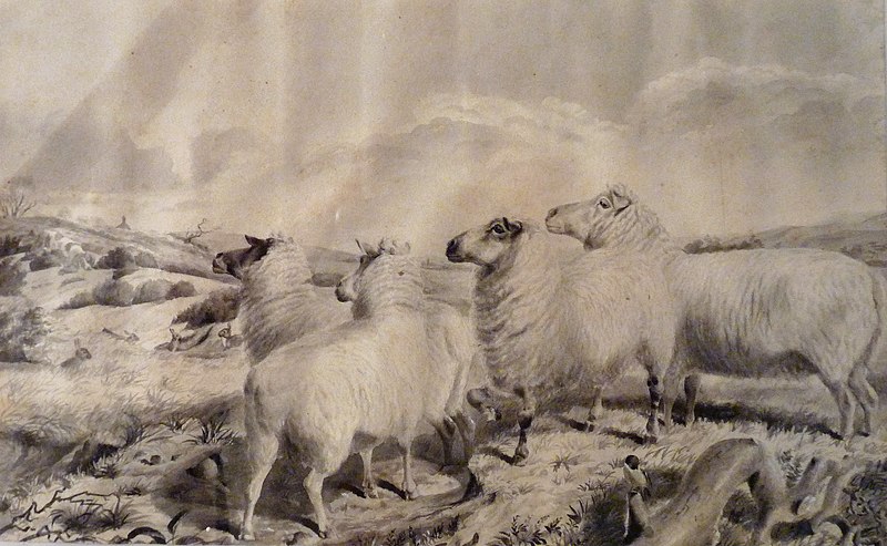 File:Sheep wash.jpg