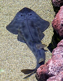 Shovelnose guitarfish.JPG