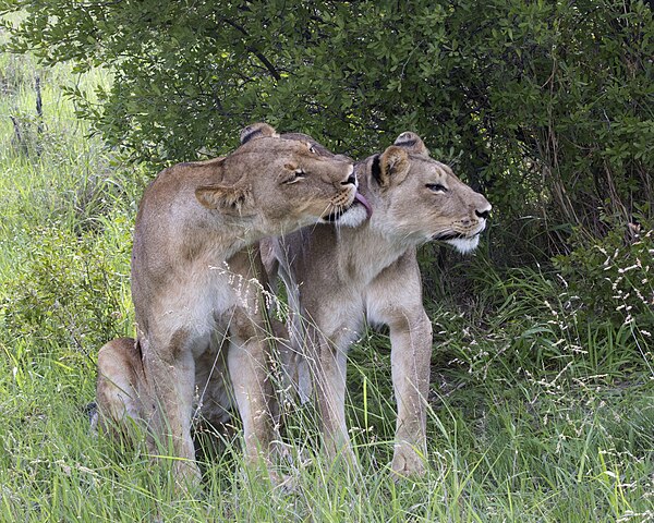 Lionesses grooming each other