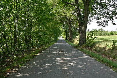 Skřípov : route ombragée.