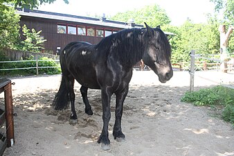 Skansen: Historia, Avdelningar och evenemang, Byggnader och anläggningar i urval