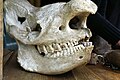 Skull (Edinburgh Zoo 21-5-2006).jpg