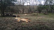 Thumbnail for File:Sleeping Lioness.jpg