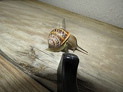 Snail negotiating sharp edges IMG 4111.jpg