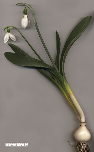 Fortune Salaire Mensuel de Galanthus Elwesii Combien gagne t il d argent ? 1 000,00 euros mensuels