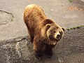 Sofia Zoo - Brown Bear 014.jpg