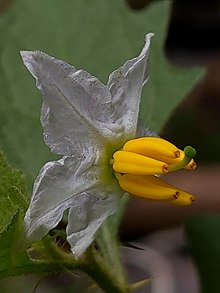 Flower Solanum carolinense flower.jpg