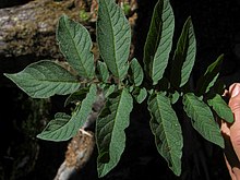 Solanum etuberosa (3440822384).jpg