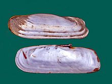 Solecurtidae - Tagelus californianus.JPG 