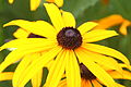 Sonnenhut (Rudbeckia fulgida)