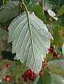 Sorbus badensis leaf, lower side Germany - Tauberland