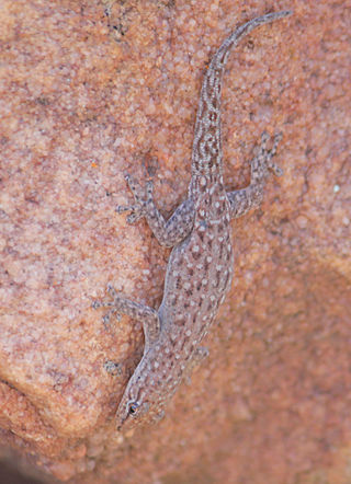 <i>Lygodactylus soutpansbergensis</i> Species of lizard