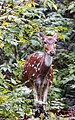 * Nomination Spotted deer (f) (Axis axis), Nagarhole Nat'l Park, Karnataka, India --Tagooty 01:56, 11 November 2022 (UTC) * Promotion  Support Good quality. --XRay 04:42, 11 November 2022 (UTC)