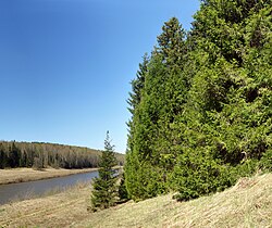 Spruces on bank of Nyomda.jpg