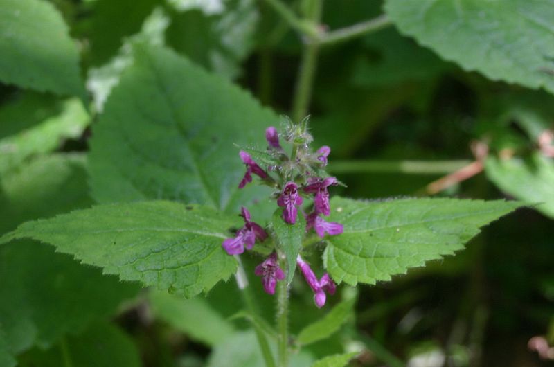 File:Stachys-sylvatica-flowers.JPG