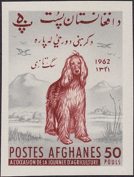 The Afghan Hound depicted on a postage stamp from Afghanistan (1962)