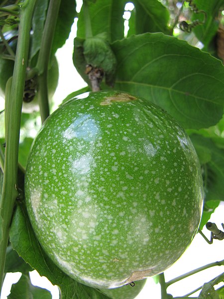 File:Starr-090702-2115-Passiflora edulis-green fruit-Nahiku Marketplace-Maui (24968517265).jpg