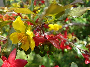 Sagbladet neglebær (Ochna serrulata)