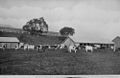 StateLibQld 2 392501 Part of the Ayrshire herd at the St. Helena Island penal settlement, 1912.jpg