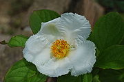 Stewartia pseudocamellia 01