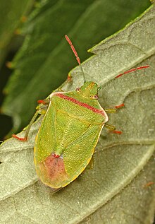 Thyanta pallidovirens Stink Bug - Thyanta pallidovirens, Packer Lake, California.jpg