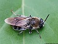 Stratiomys longicornis (Scopoli, 1763)