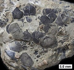 Striatochonetes, a chonetid from the Middle Devonian of Wisconsin.