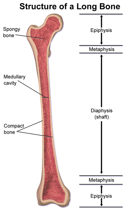 Metafisis