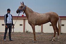 Foto de um cavalo no perfil, mantida na mão em uma cabeçada por um jovem.