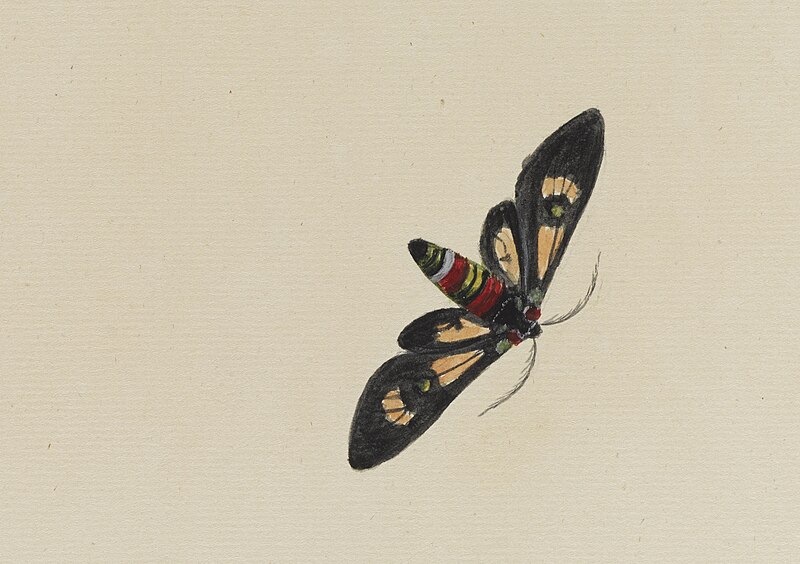 File:Study of a moth - Ann Lee - 107-1973-38.jpg