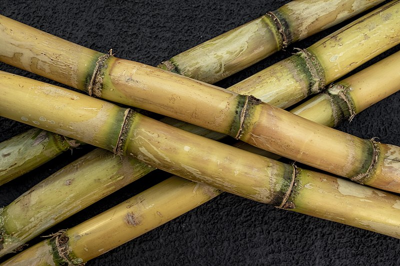 File:Sugar cane jubair.jpg