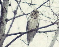 Short-eared Owl.jpg