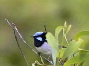 ファイル:Superb fairy-wren95.ogv