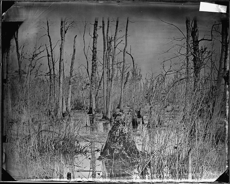 File:Swamp from which the confederates were driven at the point of the bayonet. - NARA - 529286.tif