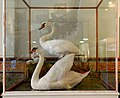 Swans at Tullie House Museum (1a).JPG