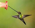 Thumbnail for Sword-billed hummingbird