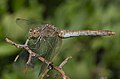 Sympetrum meridionale