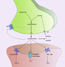 Acetylcholine is cleaved in the synaptic cleft into acetic acid and choline Synapse acetylcholine.png
