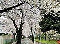 * Nomination: Street full with Sakura near Tokyo University of Foreign Studies: --Htanaungg 12:50, 5 April 2024 (UTC) * * Review needed