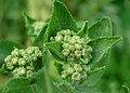 Flower clusters