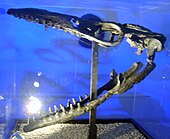 Taniwhasaurus antarcticus Taniwhasaurus antarcticus.jpg