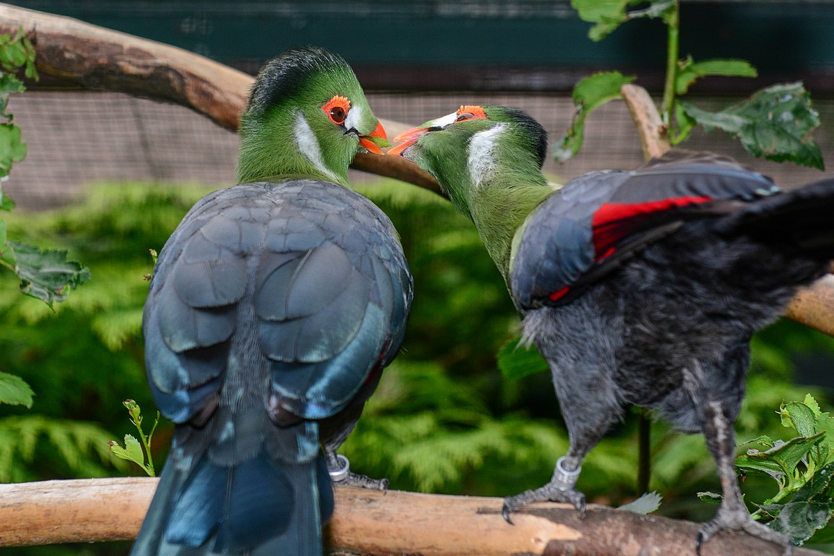 Tauraco leucotis (Weißohrturako - White-cheeked Turaco) - Weltvogelpark Walsrode 2013-01.jpg