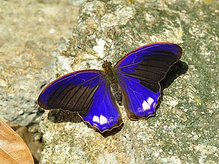 <i>Terinos</i> Genus of brush-footed butterflies